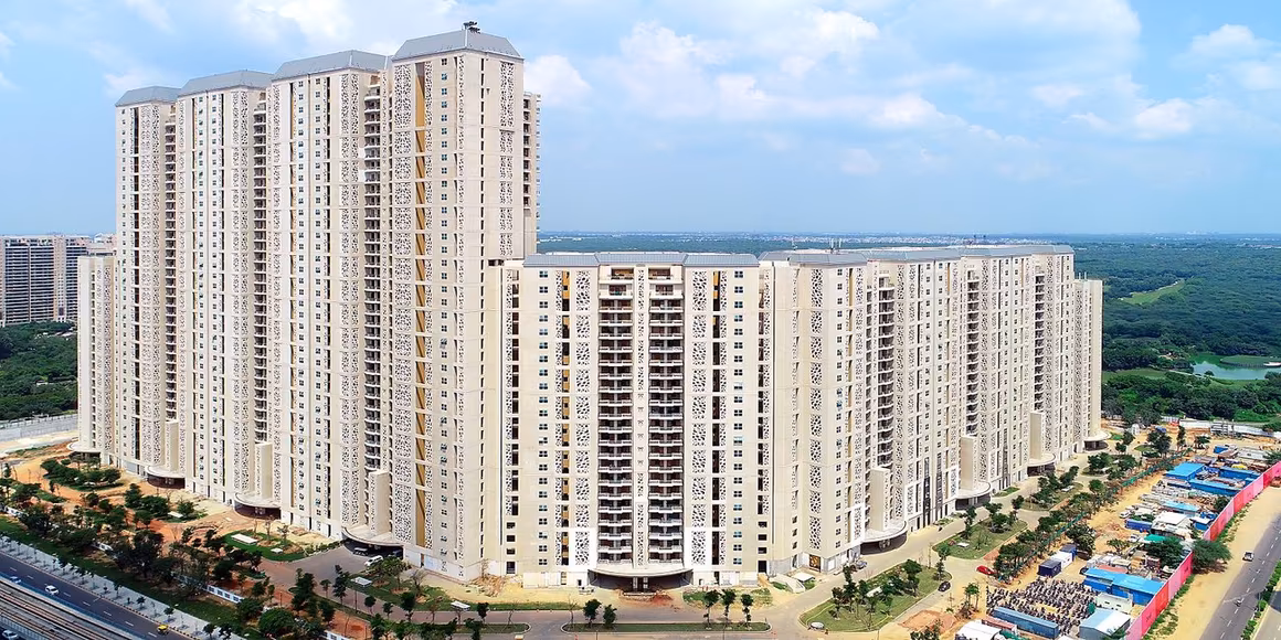 DLF Camellias - Image 7